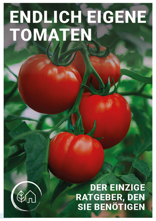Endlich eigene Tomaten